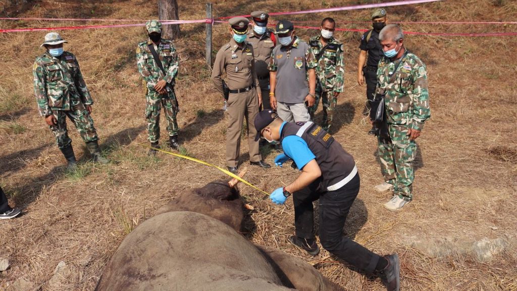 ช้างป่า 2 ตัวสู้ตายในสนามกอล์ฟจันทบุรี