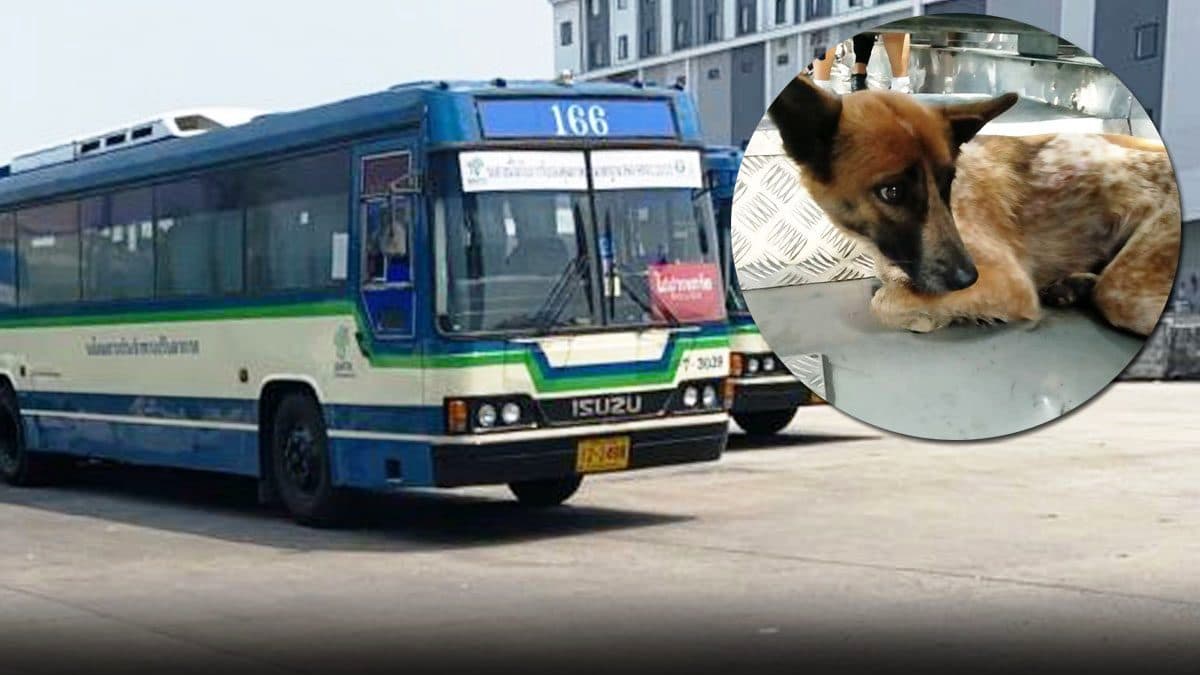 คนขับรถบัสช่วยสุนัขจรจัดที่เหนื่อยล้าจากทางด่วน