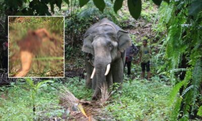พังงาประเทศไทย ยิงยากล่อมประสาท 3 นัด จับช้างป่า ขย้ำควาญช้างตาย