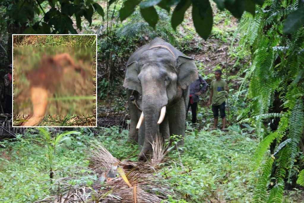 พังงาประเทศไทย ยิงยากล่อมประสาท 3 นัด จับช้างป่า ขย้ำควาญช้างตาย