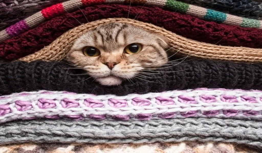 วิธีป้องกันไม่ให้แมวฉี่รดเสื้อผ้า