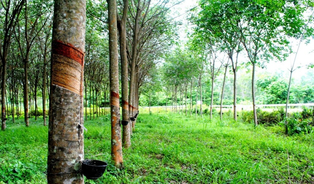 กยท. ผลักดันมาตรฐานการจัดการป่าไม้อย่างยั่งยืนใช้ซื้อขายยาง