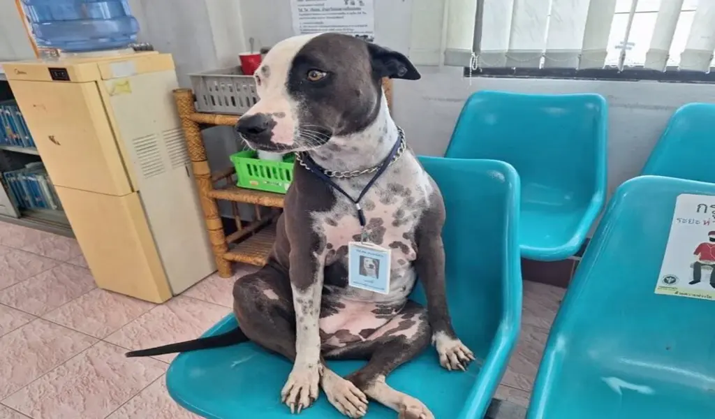 สุนัขของโรงพยาบาลบุรีรัมย์กลายเป็นความรู้สึก TikTok ในฐานะผู้ช่วยผู้ป่วย