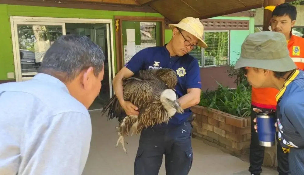 ลูกแร้งหิมาลัยวัยอ่อน ถูกพบในสภาพอ่อนแรงที่วังเฉา