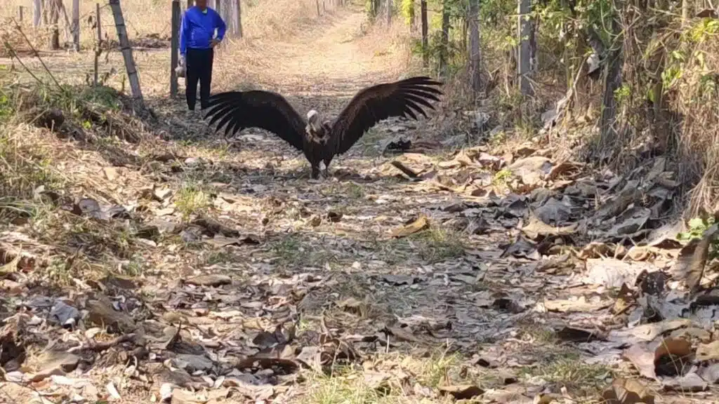 แร้งกริฟฟอนหิมาลัย