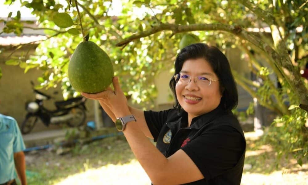 ส้มโอเวียงแก่น” ในจังหวัดเชียงรายได้รับสถานะ GI ใหม่