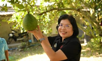 ส้มโอเวียงแก่น” ในจังหวัดเชียงรายได้รับสถานะ GI ใหม่