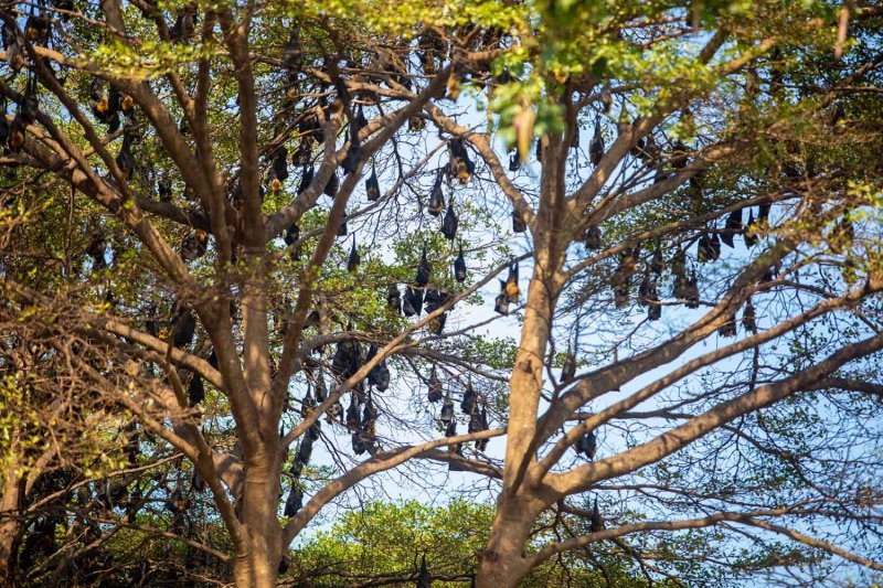 หน่วยงานสาธารณสุขเรียกร้องให้ประชาชนใจเย็นท่ามกลางความกังวลเกี่ยวกับ "ไวรัสนิปาห์" ในประเทศไทย