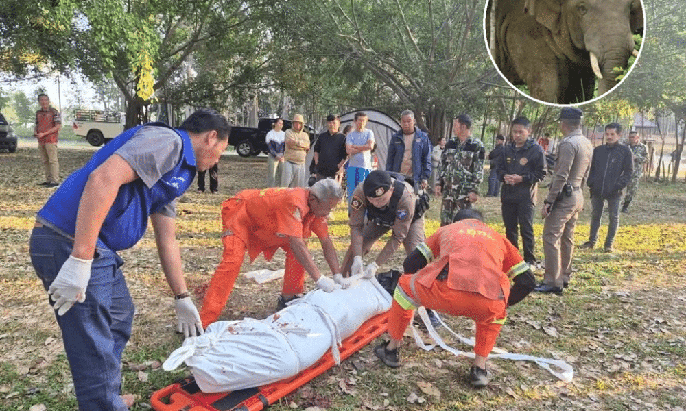 เรื่องน่าเศร้า! ช้างป่าโจมตีและฆ่านักท่องเที่ยววัย 69 ปี ที่แคมป์ในอุทยานแห่งชาติเขาใหญ่