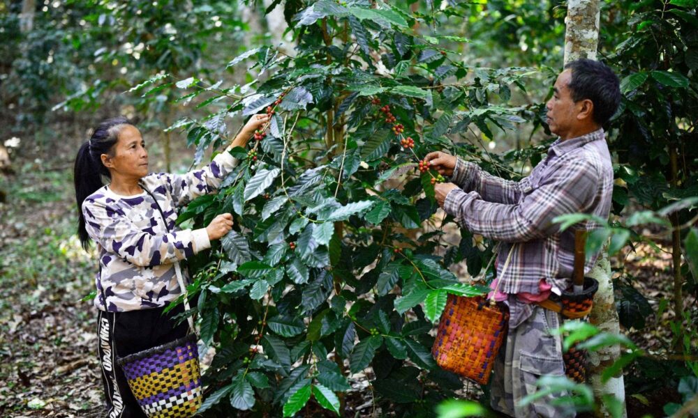 ผู้บริโภคกาแฟออร์แกนิก MiVana ในจังหวัดเชียงรายร่วมปลูกต้นไม้กว่า 40,000 ต้น