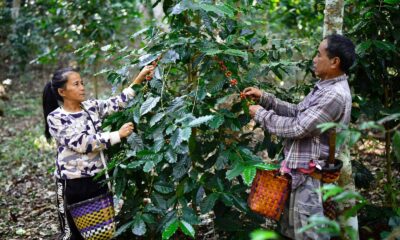ผู้บริโภคกาแฟออร์แกนิก MiVana ในจังหวัดเชียงรายร่วมปลูกต้นไม้กว่า 40,000 ต้น