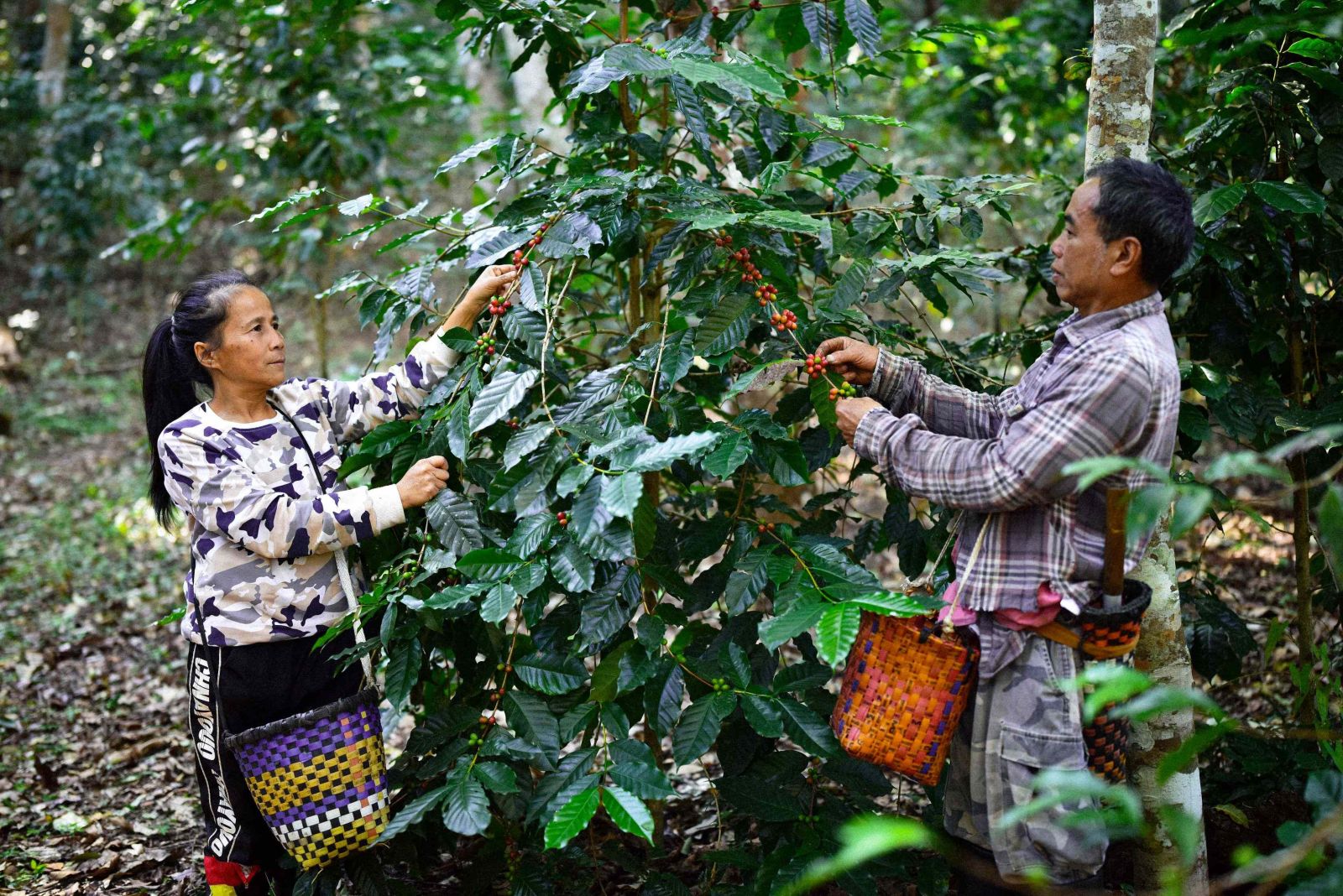 ผู้บริโภคกาแฟออร์แกนิก MiVana ในจังหวัดเชียงรายร่วมปลูกต้นไม้กว่า 40,000 ต้น