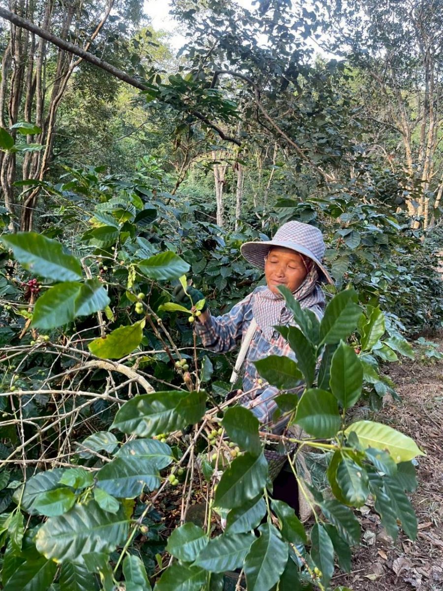 ผู้บริโภคกาแฟออร์แกนิก MiVana ในจังหวัดเชียงรายร่วมปลูกต้นไม้กว่า 40,000 ต้น