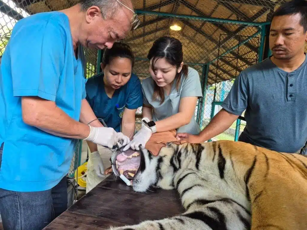 สัตวแพทย์ในพื้นที่เชียงใหม่ตั้งข้อสงสัยถึงสาเหตุการตายที่แท้จริงของเสือ 72 ตัว "เกรงว่าอาจมีการปกปิดความจริง"