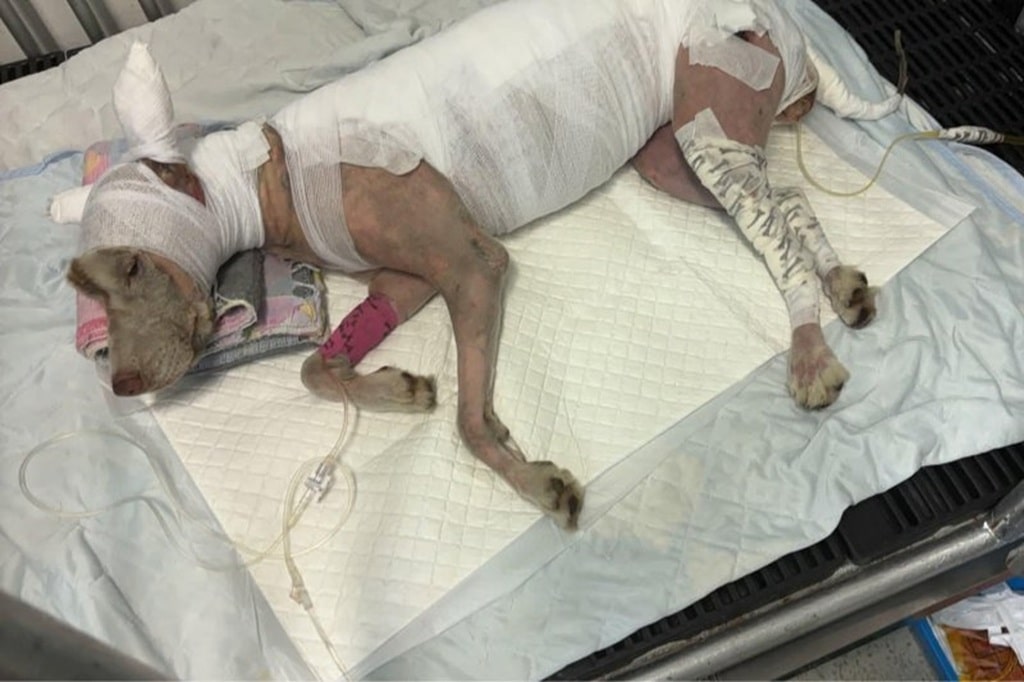 กลุ่มคนรักสัตว์แสดงความไม่พอใจอย่างรุนแรงหลังจากสุนัขไซบีเรียนฮัสกี้ถูกจุดไฟเผา