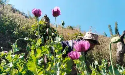 หน่วยเฉพาะกิจผาเมืองทำลายไร่ฝิ่นในจังหวัดน่าน