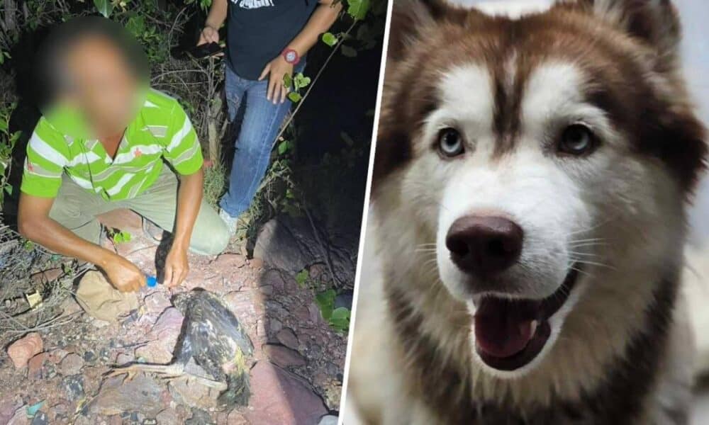 ชายวัย 56 ปีถูกจับกุมในข้อหาเผาสุนัขไซบีเรียนฮัสกี้ชื่อ "มอลลี่" จนตาย