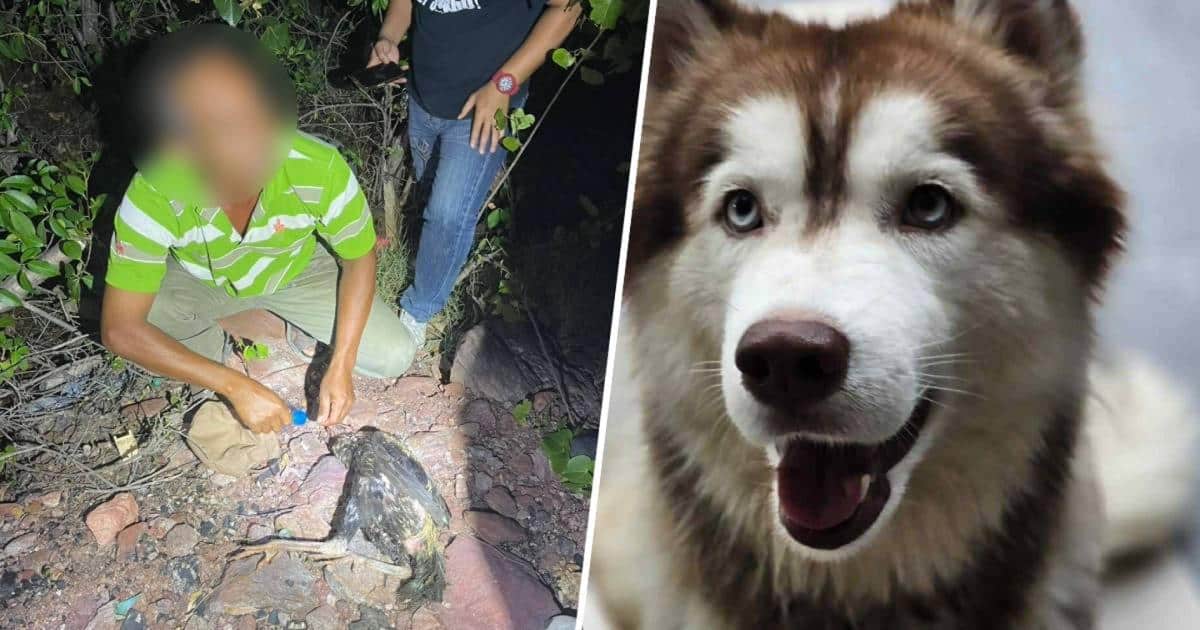 ชายวัย 56 ปีถูกจับกุมในข้อหาเผาสุนัขไซบีเรียนฮัสกี้ชื่อ "มอลลี่" จนตาย