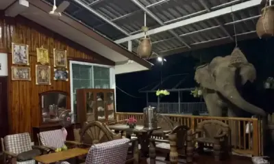เจ้าของบ้านผงะ เจอช้างป่าบุกเข้าครัวกลางดึกที่ฉะเชิงเทรา