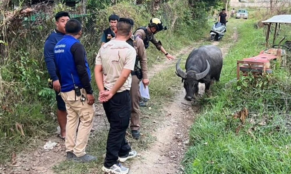 ตำรวจเชียงใหม่ช่วยเหลือควายตัวหนึ่งที่กำลังจะถูกฆ่าเพื่อใช้ในงานเลี้ยงศพ