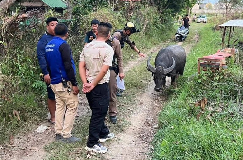 ตำรวจเชียงใหม่ช่วยเหลือควายตัวหนึ่งที่กำลังจะถูกฆ่าเพื่อใช้ในงานเลี้ยงศพ