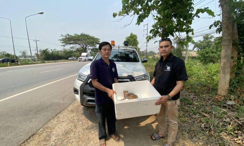 พบน้องหลงทาง! นาทีช่วย "ลูกเสือดาว" บาดเจ็บกลางถนนแม่ใจ ส่งรักษาตัวด่วนที่เชียงราย