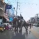 สรุปชัด! ความจริงเบื้องหลังคลิป "ช้างคลั่ง" กลางงานบวชนาคสุโขทัย เทศบาลแจงไม่ใช่ช้างในขบวน