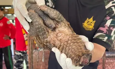เจ้าหน้าที่พิทักษ์ป่าช่วยชีวิตตัวนิ่มหายาก