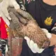 เจ้าหน้าที่พิทักษ์ป่าช่วยชีวิตตัวนิ่มหายาก