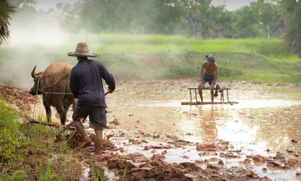 "ไข้ดิน" ภัยเงียบที่มากับฝน: แพทย์เชียงรายเตือนเกษตรกร ย้ำอาการ "โรคนักเลียนแบบ" อันตรายถึงชีวิต