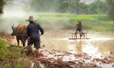 "ไข้ดิน" ภัยเงียบที่มากับฝน: แพทย์เชียงรายเตือนเกษตรกร ย้ำอาการ "โรคนักเลียนแบบ" อันตรายถึงชีวิต