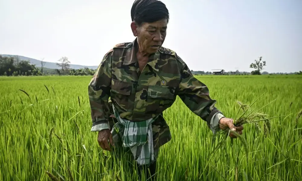เกษตรกรเชียงรายใช้จุลินทรีย์ขนาดเล็กแก้ปัญหาการเผาไร่นา