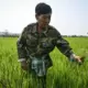 เกษตรกรเชียงรายใช้จุลินทรีย์ขนาดเล็กแก้ปัญหาการเผาไร่นา