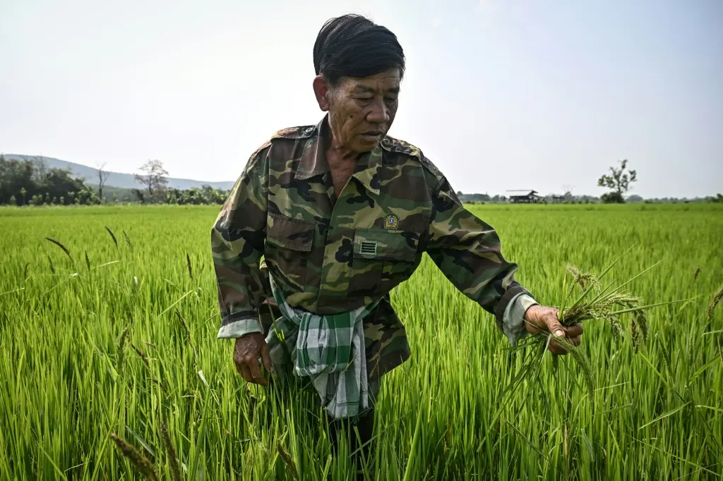 เกษตรกรเชียงรายใช้จุลินทรีย์ขนาดเล็กแก้ปัญหาการเผาไร่นา