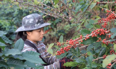 เชียงรายผลักดันยกระดับ “กาแฟปางโขน” สู่ตลาดพรีเมียมระดับโลก