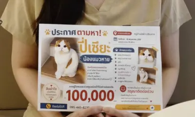 หญิงชาวเชียงรายเสนอเงินรางวัล 100,000 บาท สำหรับแมวพันธุ์สกอตติชโฟลด์ที่หายไป