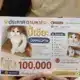 หญิงชาวเชียงรายเสนอเงินรางวัล 100,000 บาท สำหรับแมวพันธุ์สกอตติชโฟลด์ที่หายไป
