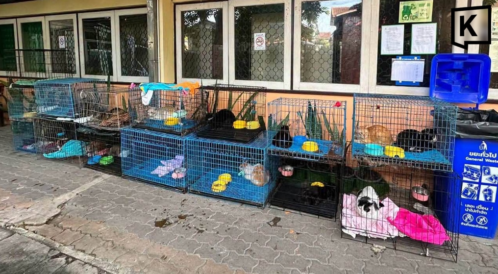 เรื่องน่าเศร้า! ไฟไหม้บ้านคู่สามีภรรยาสูงอายุจนเสียชีวิต พร้อมกับแมวอีก 73 ตัว กำลังเร่งหาผู้ใจดีรับเลี้ยงแมวที่รอดชีวิต