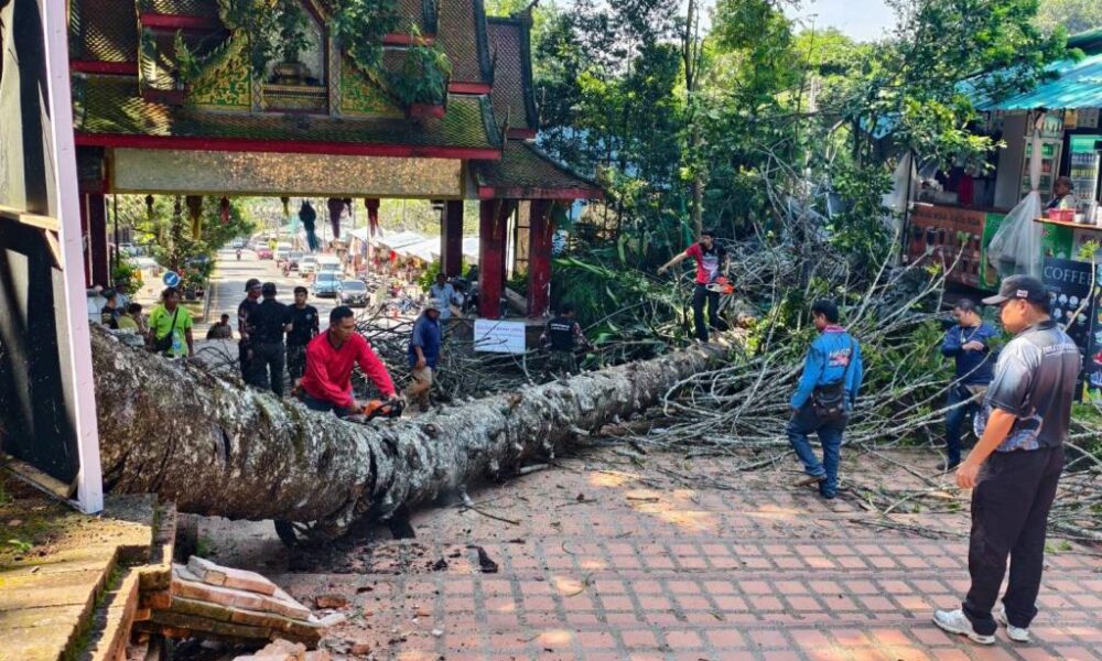 ระทึกขวัญดอยสุเทพ! ต้นสนยักษ์อายุ 60 ปี โค่นทับรถสี่ล้อแดงพังยับ โชคดีไร้คนเจ็บ