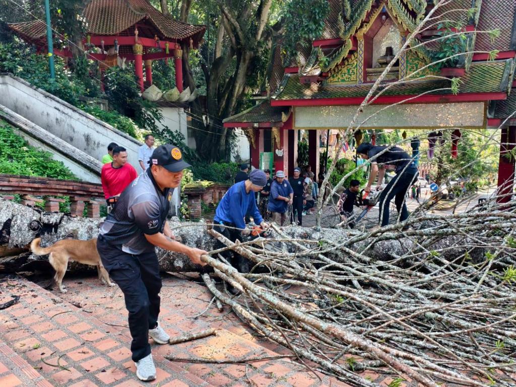 ระทึกขวัญดอยสุเทพ! ต้นสนยักษ์อายุ 60 ปี โค่นทับรถสี่ล้อแดงพังยับ โชคดีไร้คนเจ็บ