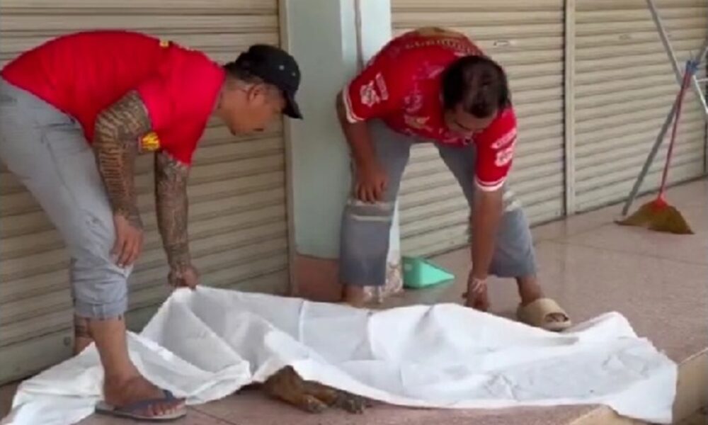 เจ้าหน้าที่กู้ภัยตกตะลึงหลังจากสุนัขที่ตายแล้วฟื้นคืนชีพ