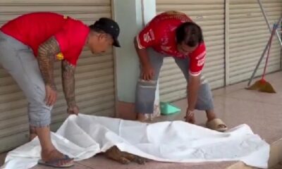 เจ้าหน้าที่กู้ภัยตกตะลึงหลังจากสุนัขที่ตายแล้วฟื้นคืนชีพ