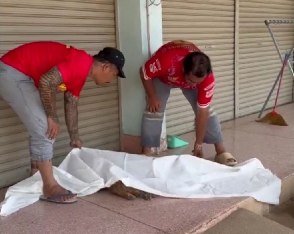เจ้าหน้าที่กู้ภัยตกตะลึงหลังจากสุนัขที่ตายแล้วฟื้นคืนชีพ