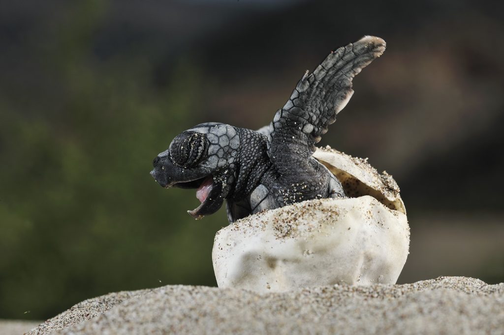 First Baby Leatherback Turtle Hatches in Southern Thailand