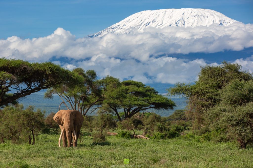 10 Reasons Every Thai Must Go on an African Safari