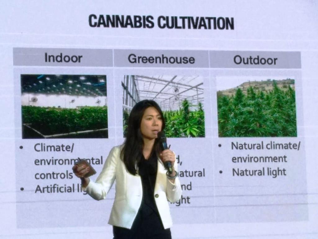 cannabis Thailand
