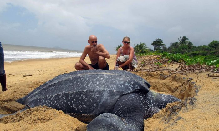 Leatherback turtle eggs stolen southern Thailand