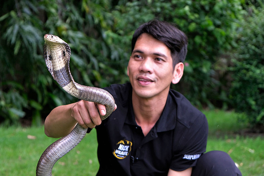 Nick Chomngam Thailand’s Steve Irwin Make Snakes Less Scary