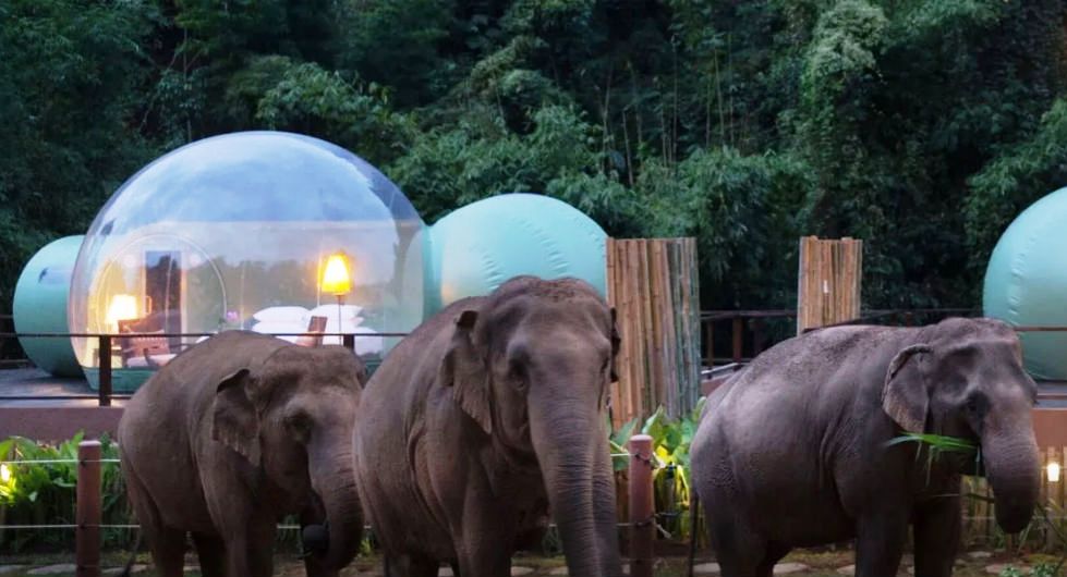 Observe Thailand’s Majestic Elephants Trough a Jungle Bubble Dome