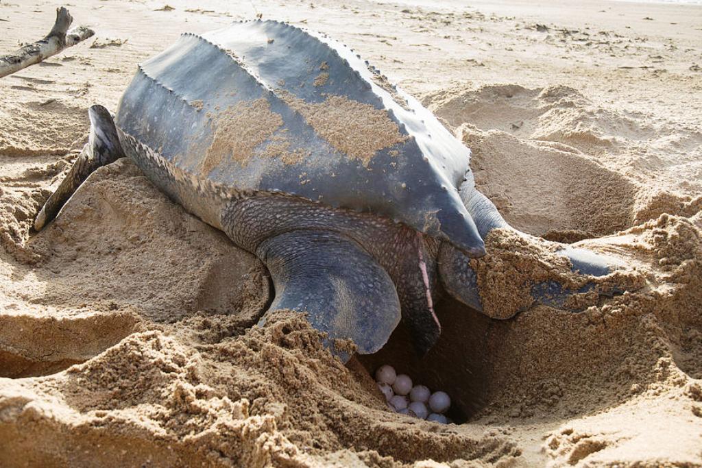 Phang nga Park Officials Relocate Leatherback Turtle Eggs for Safety